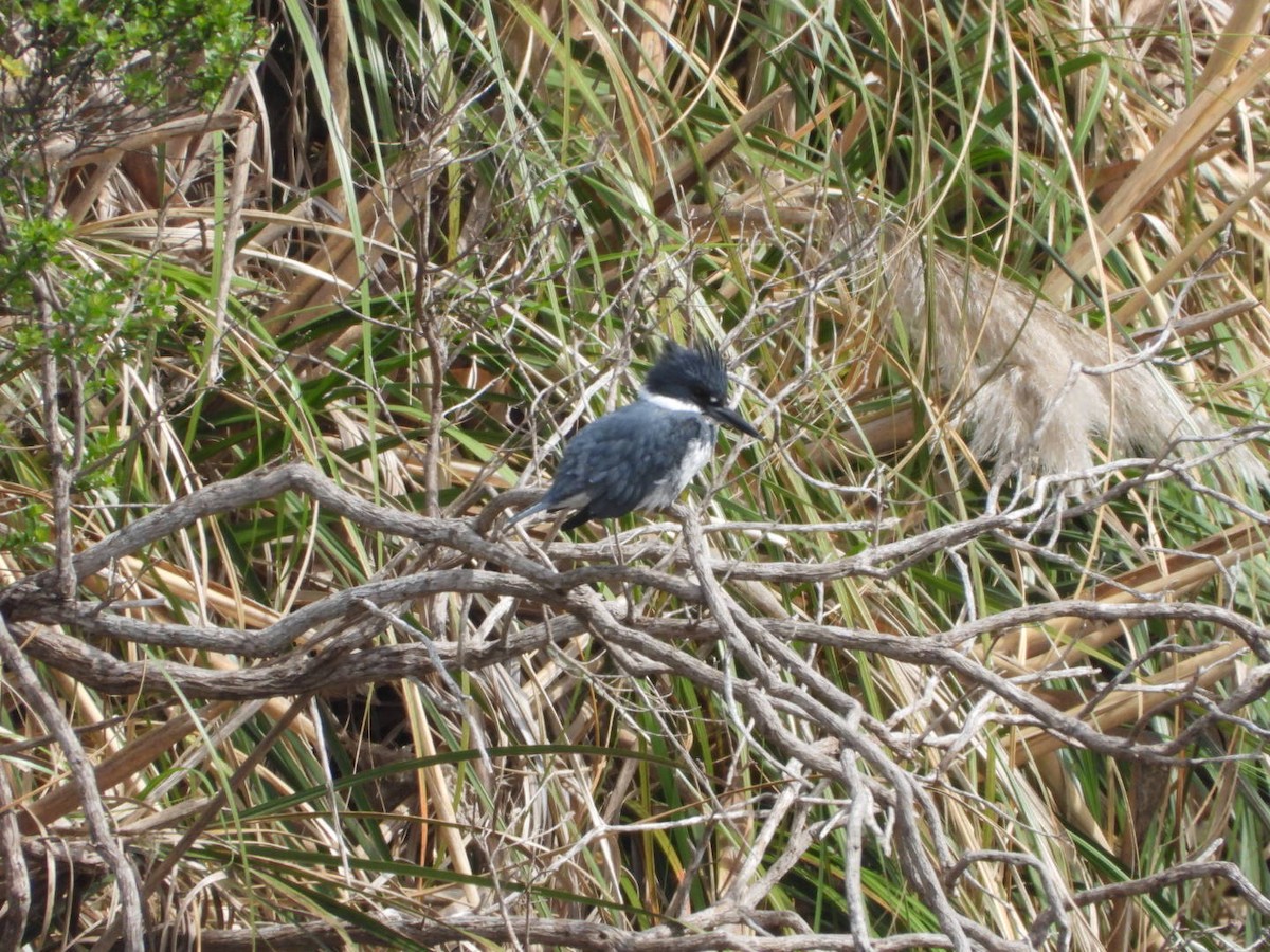 Belted Kingfisher - ML616476689