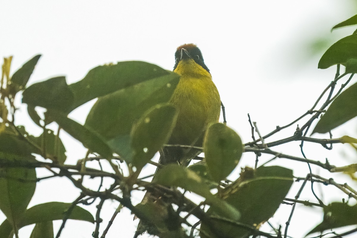Yellow-breasted Brushfinch - ML616476693