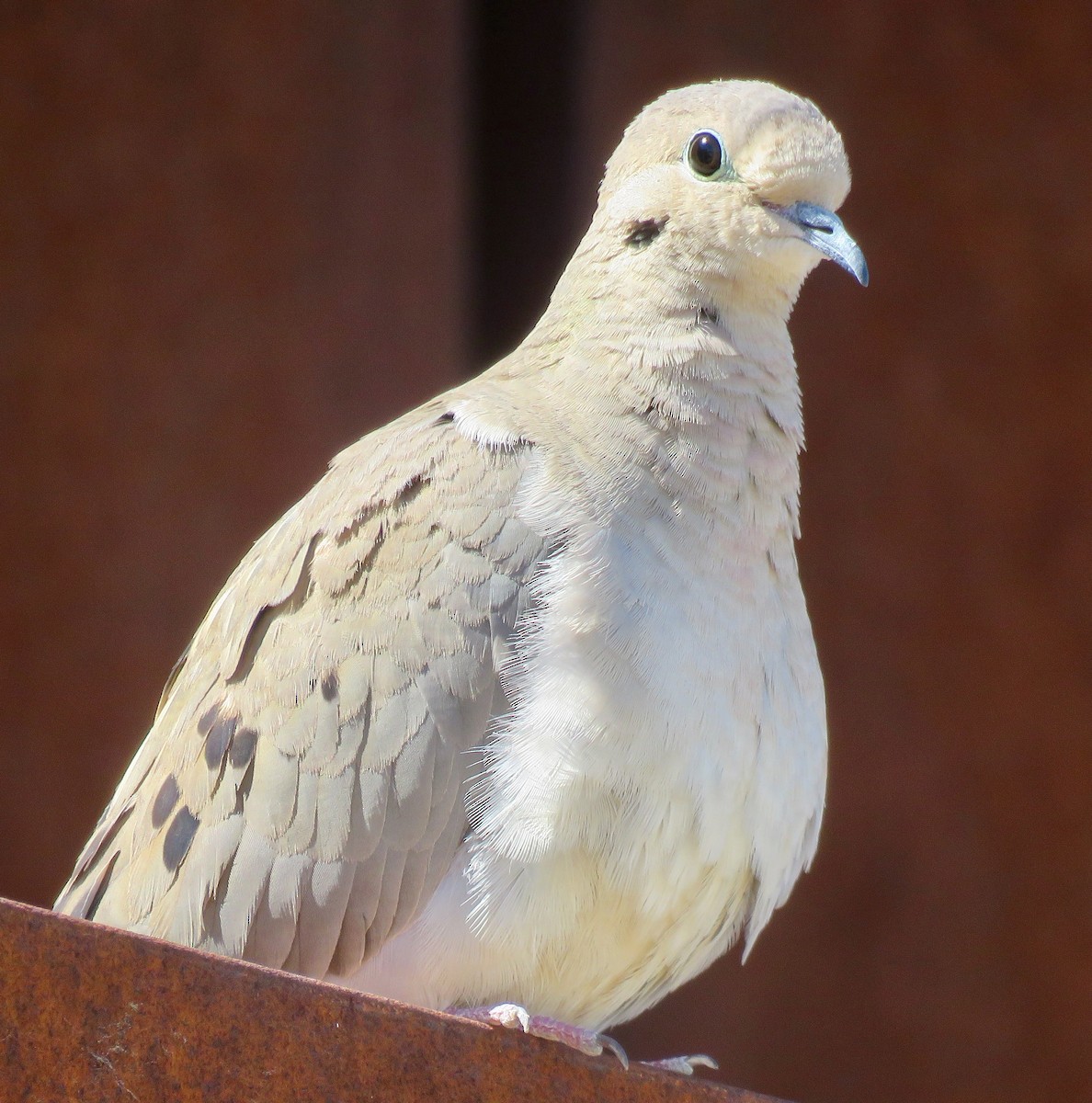 Mourning Dove - Mark A. Brogie