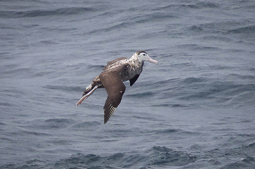 Antipodean Albatross - Skip Russell