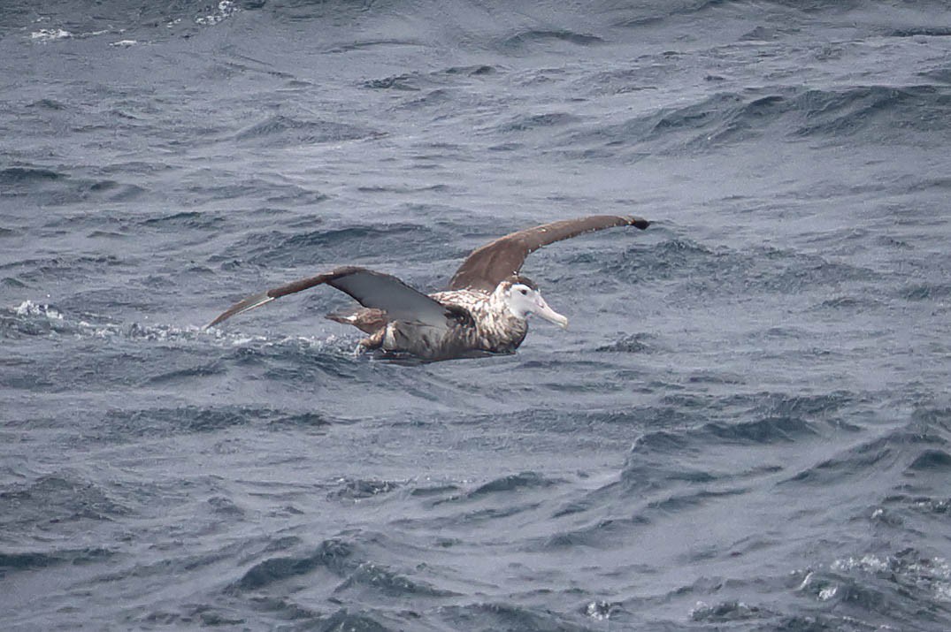 Antipodean Albatross - Skip Russell