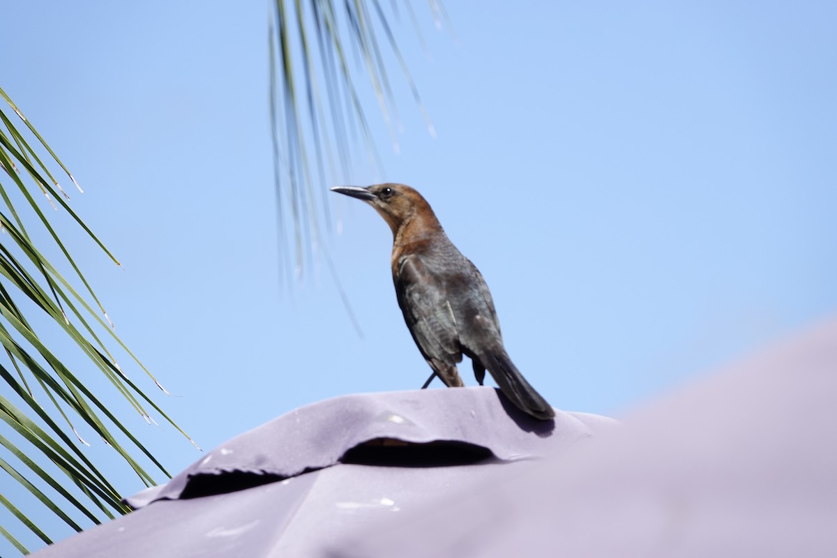 Boat-tailed Grackle - ML616476810