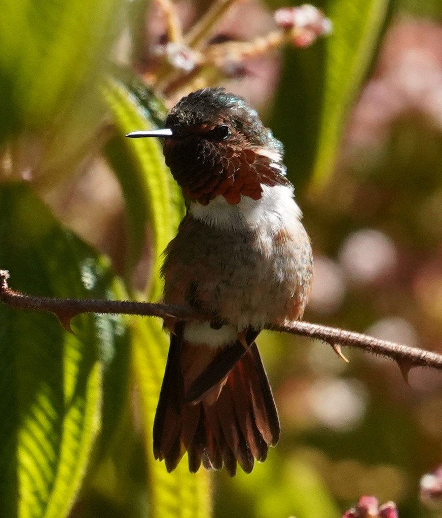 Scintillant Hummingbird - ML616476843