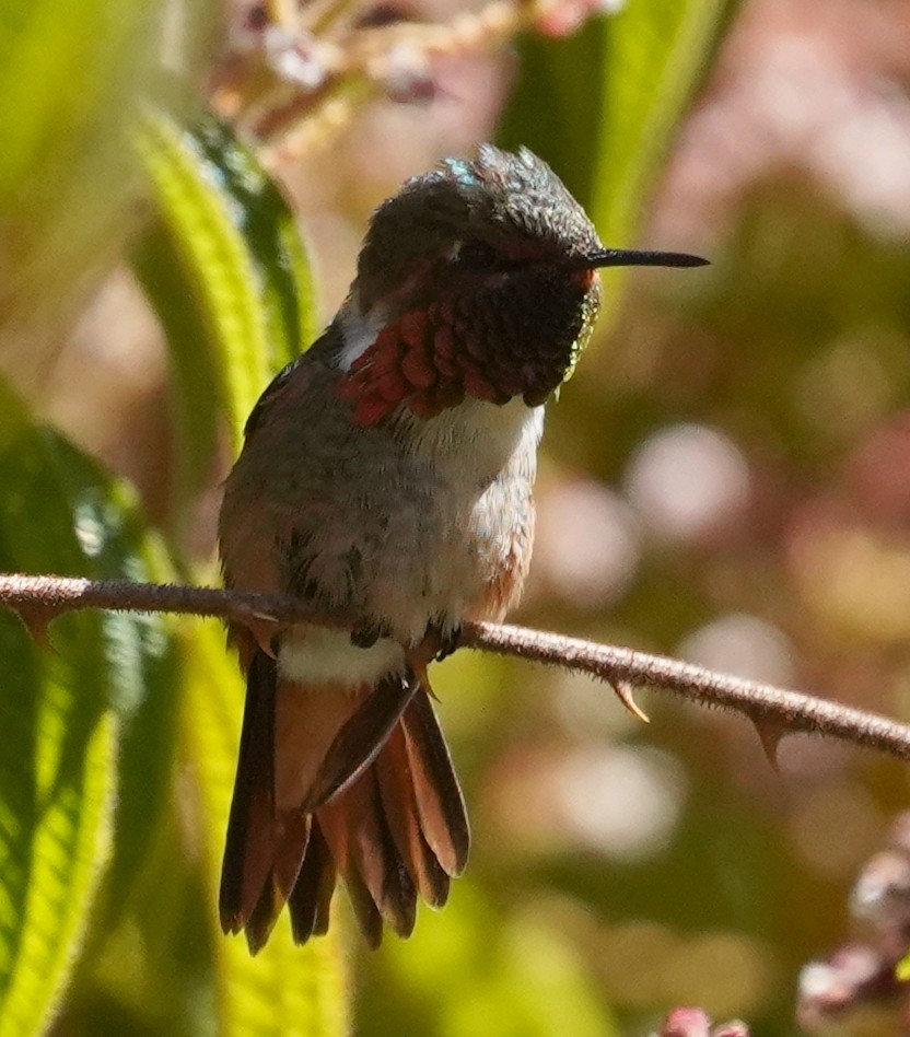Scintillant Hummingbird - ML616476844