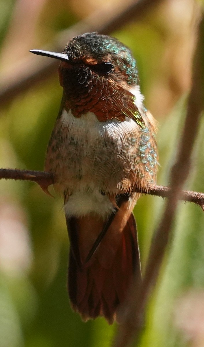 Scintillant Hummingbird - ML616476845