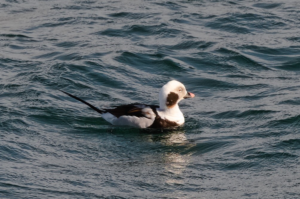 Long-tailed Duck - ML616476978