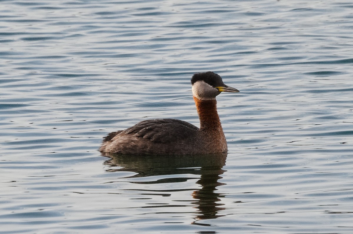 Red-necked Grebe - ML616476985