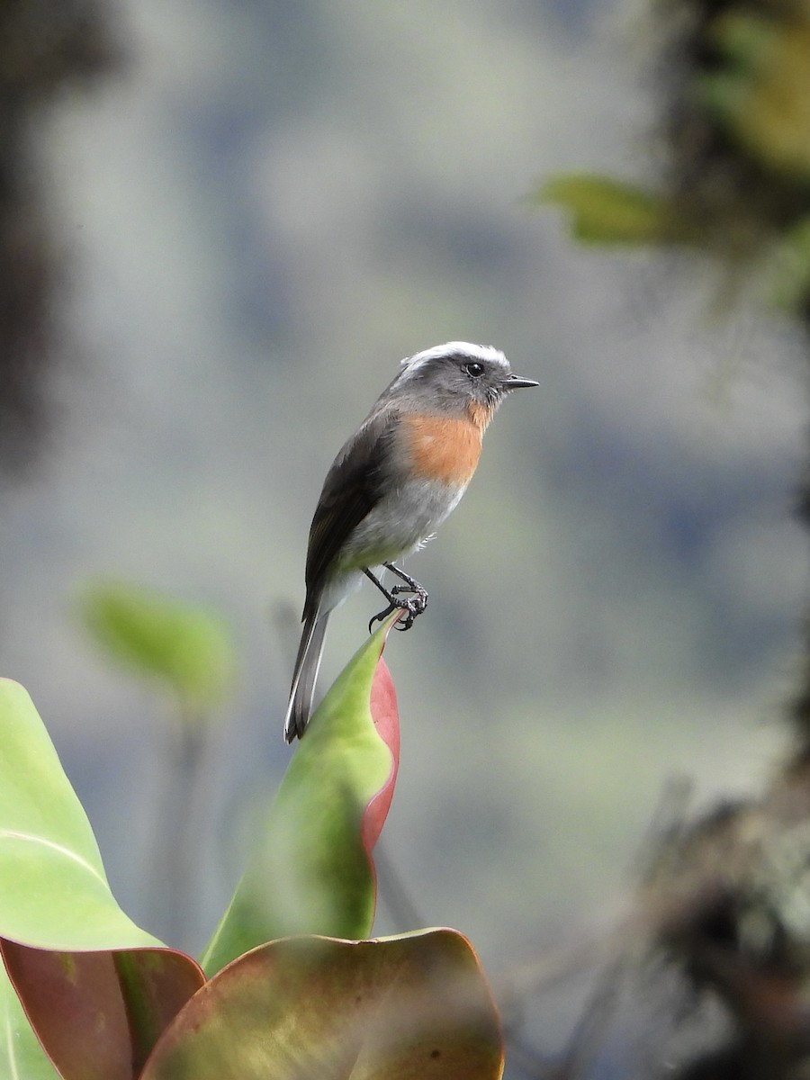 Rufous-breasted Chat-Tyrant - ML616477038