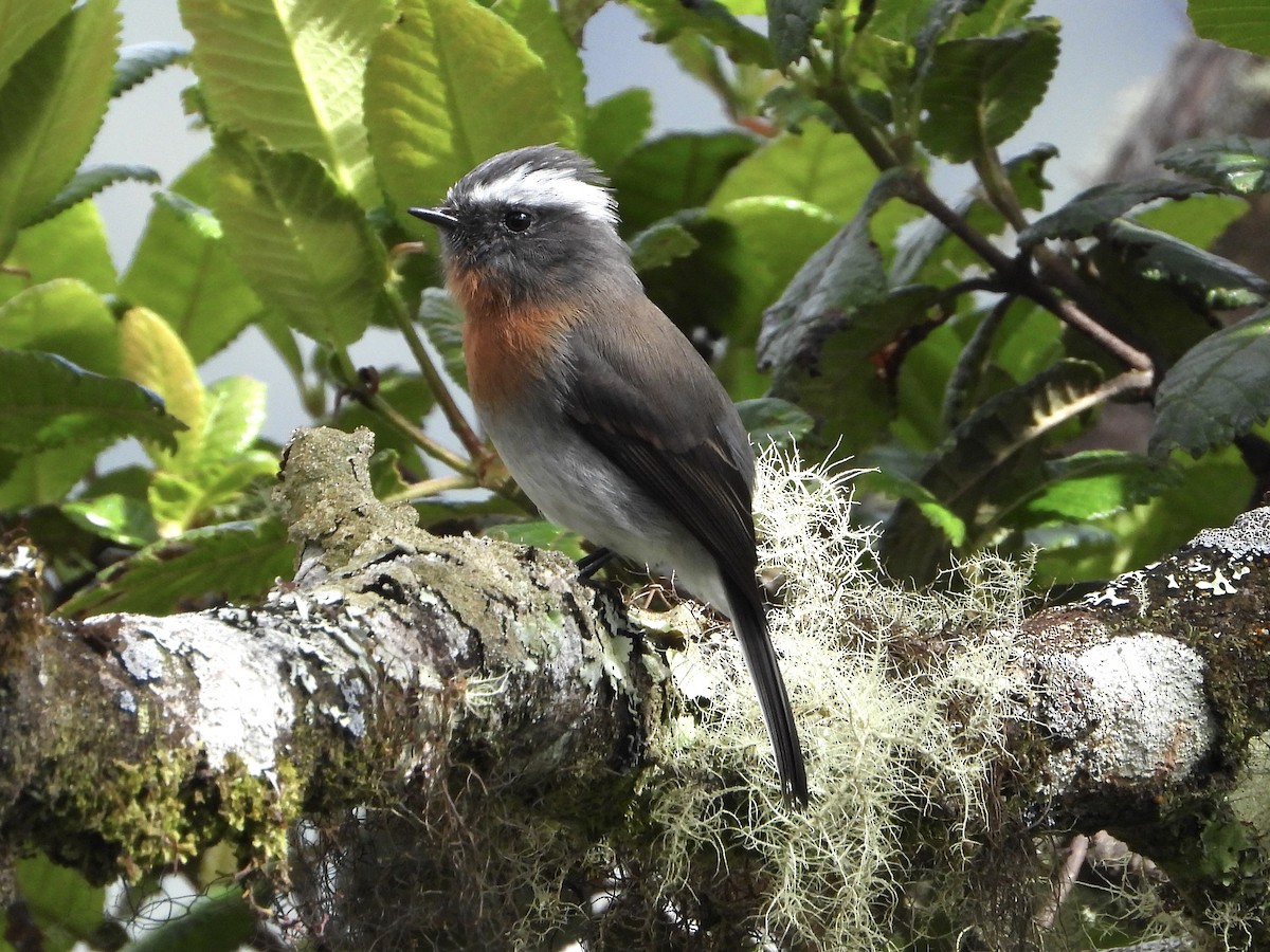 Rufous-breasted Chat-Tyrant - ML616477039