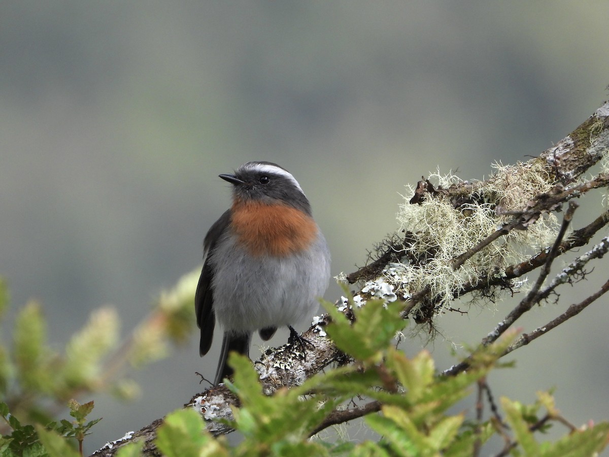 Rufous-breasted Chat-Tyrant - ML616477040