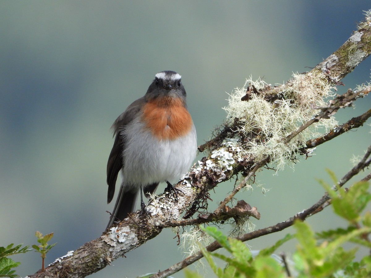Rufous-breasted Chat-Tyrant - ML616477041