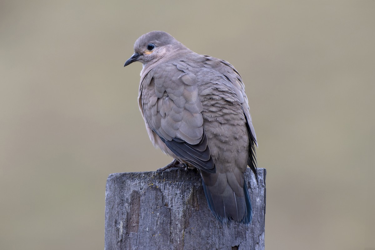 Black-winged Ground Dove - ML616477116