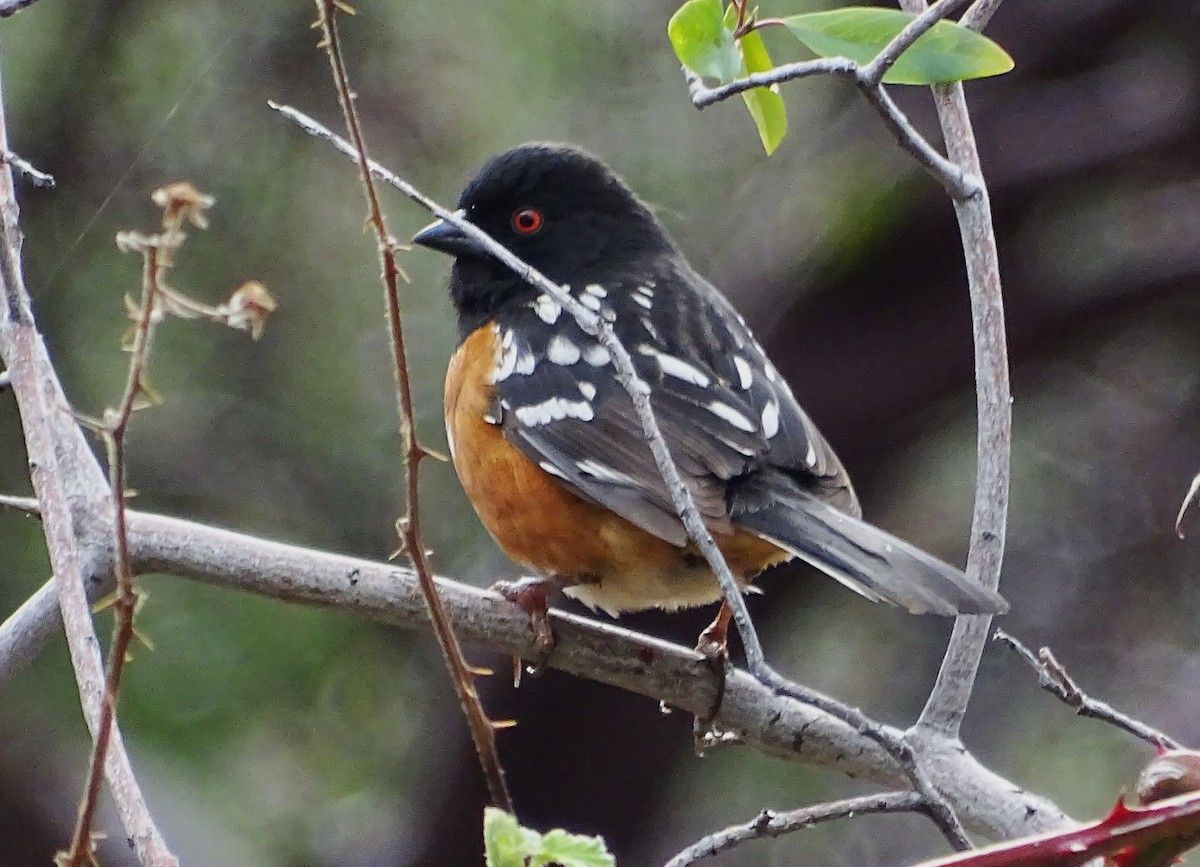 Spotted Towhee - Diane Rose