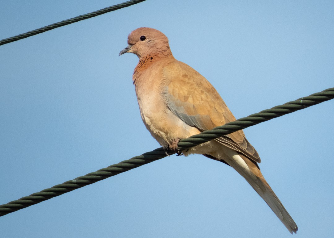 Laughing Dove - ML616477433
