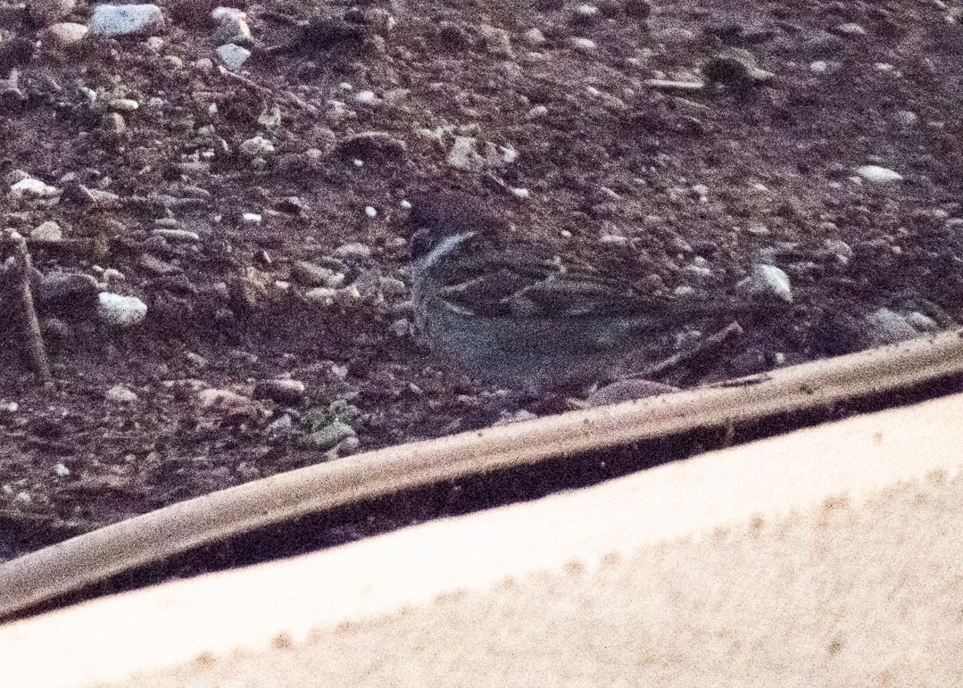 Eurasian Tree Sparrow - ML616477546