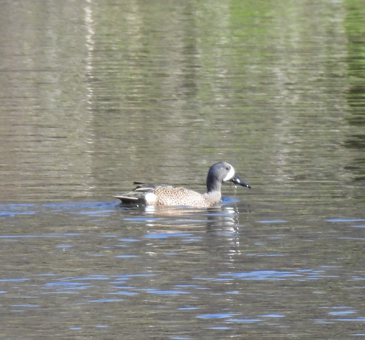 Blue-winged Teal - ML616477651