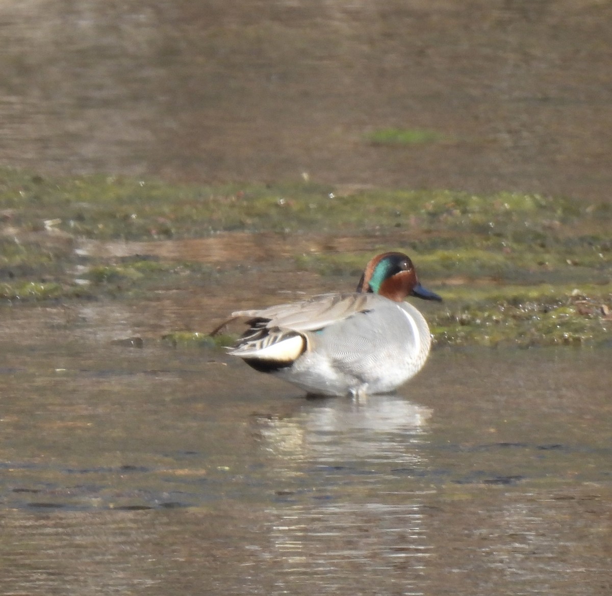 Green-winged Teal - ML616477667