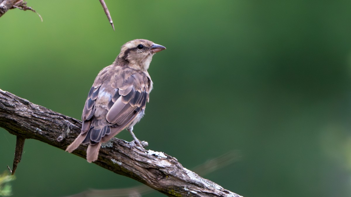 Yellow-throated Bush Sparrow - Javier Cotin