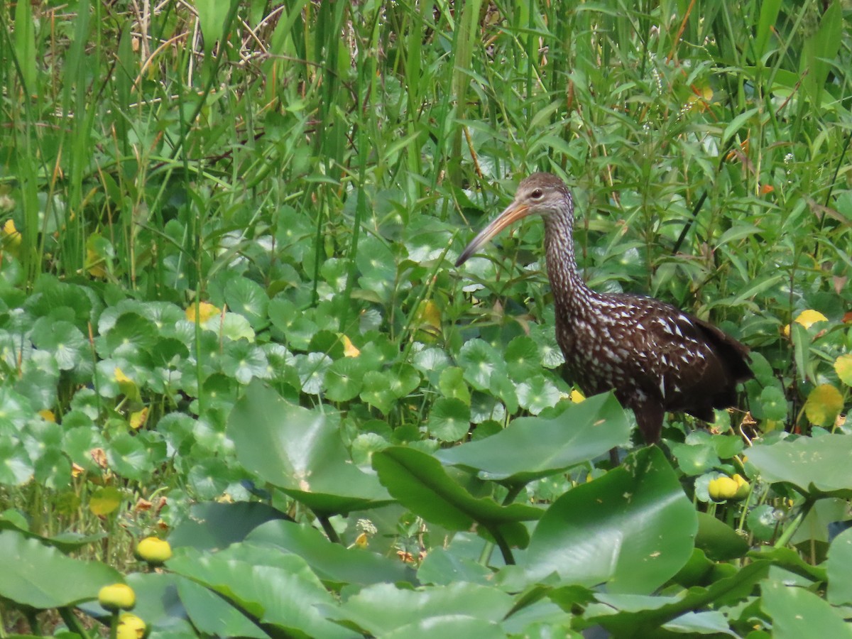 eBird Checklist - 25 Mar 2024 - Lake Ida Park, Delray Beach - 22 ...