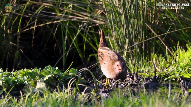 Spotted Crake - ML616477914