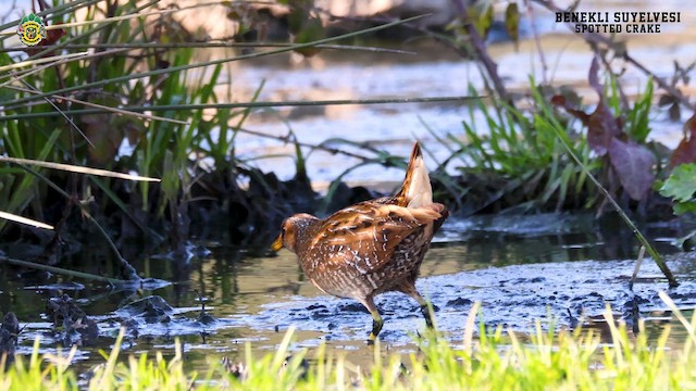 Spotted Crake - ML616477918