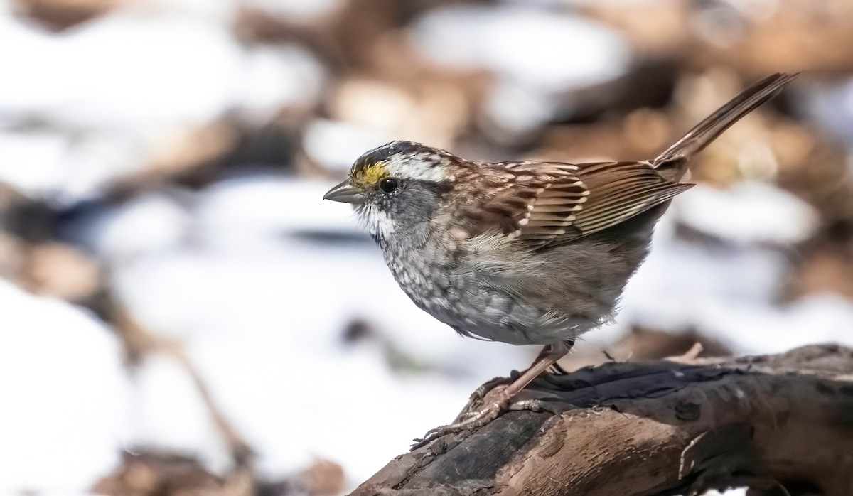 White-throated Sparrow - Pierre Casavant