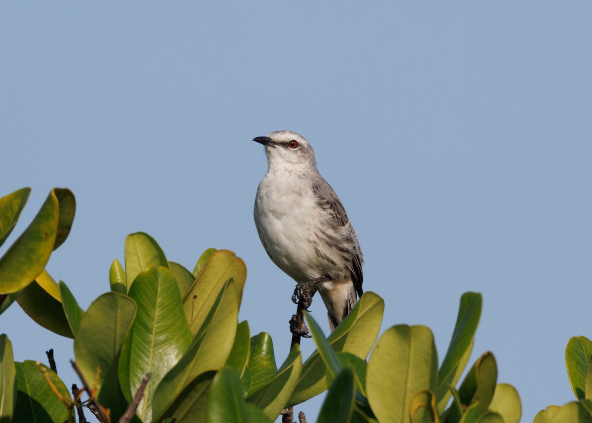 Tropical Mockingbird (Southern) - ML616478151
