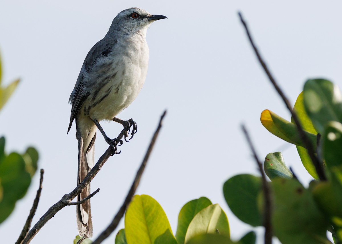 Tropical Mockingbird (Southern) - ML616478155