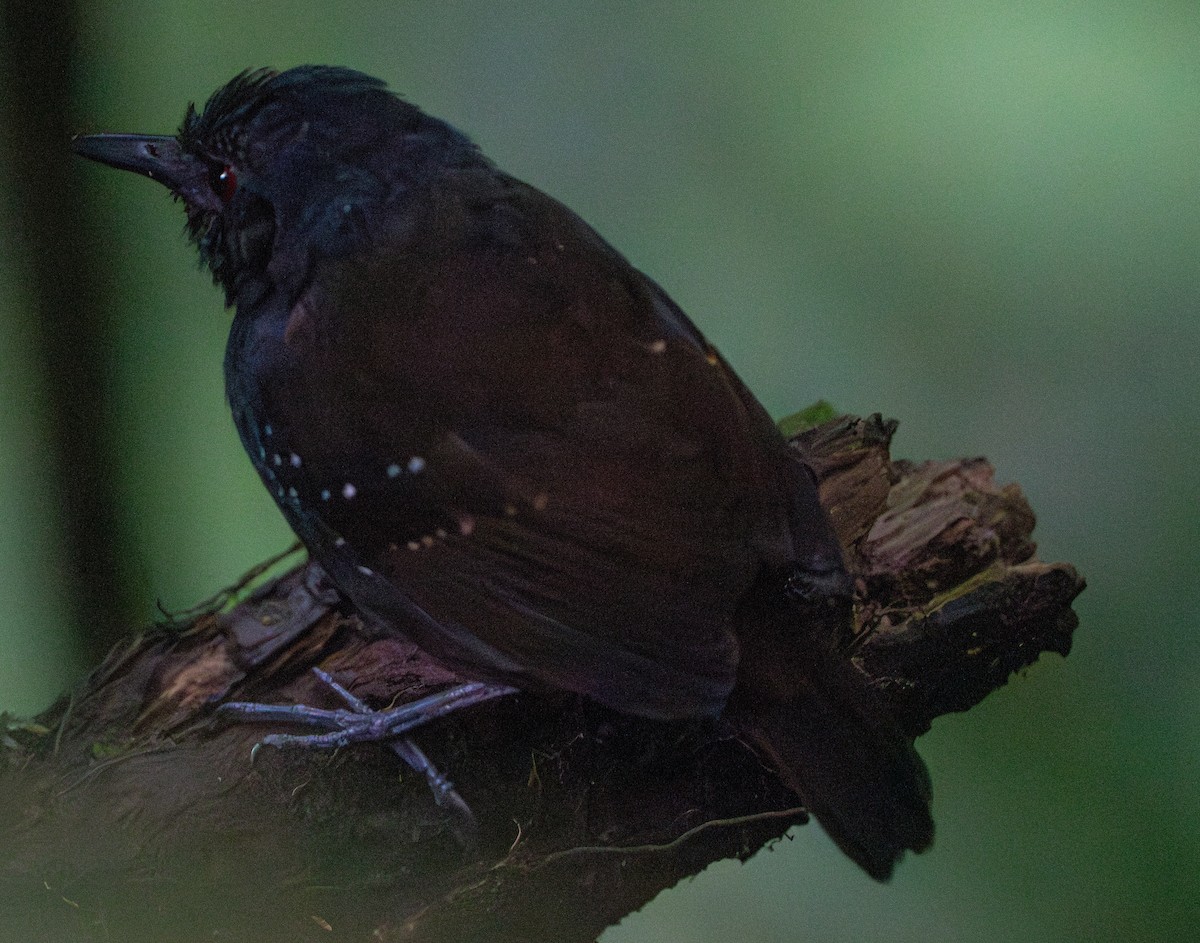 Dull-mantled Antbird - Mary Catherine Miguez