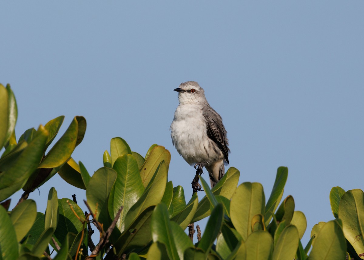 Tropical Mockingbird (Southern) - ML616478164