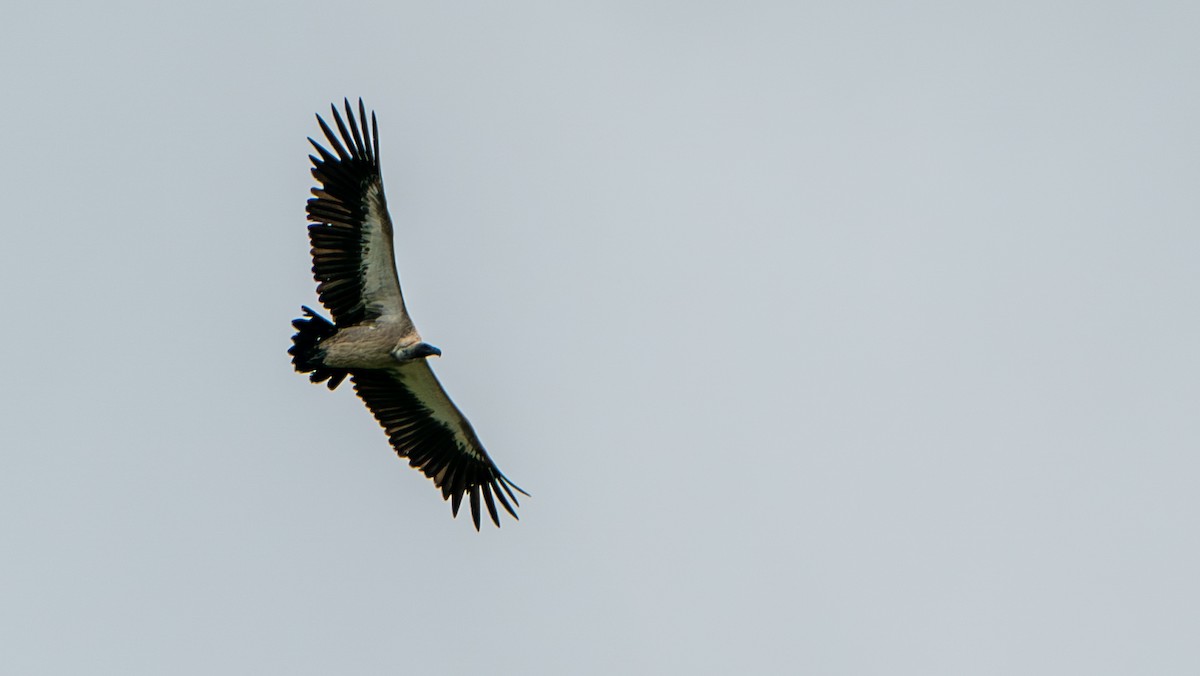 White-backed Vulture - Javier Cotin