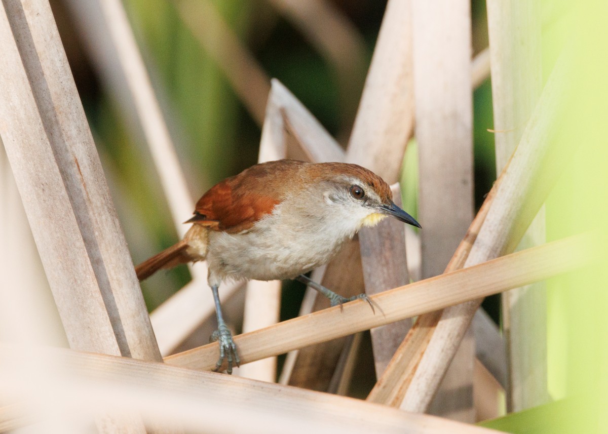 Yellow-chinned Spinetail - ML616478176