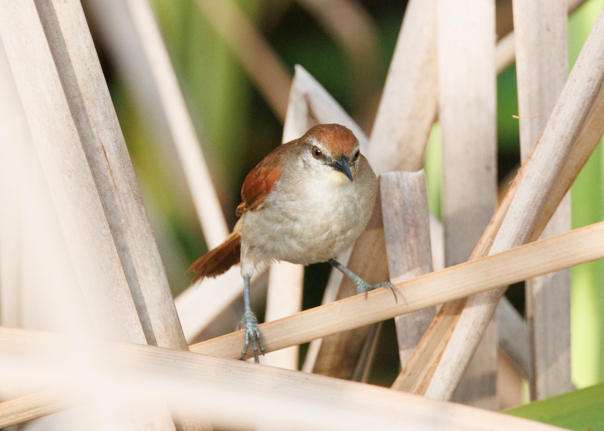 Yellow-chinned Spinetail - Silvia Faustino Linhares