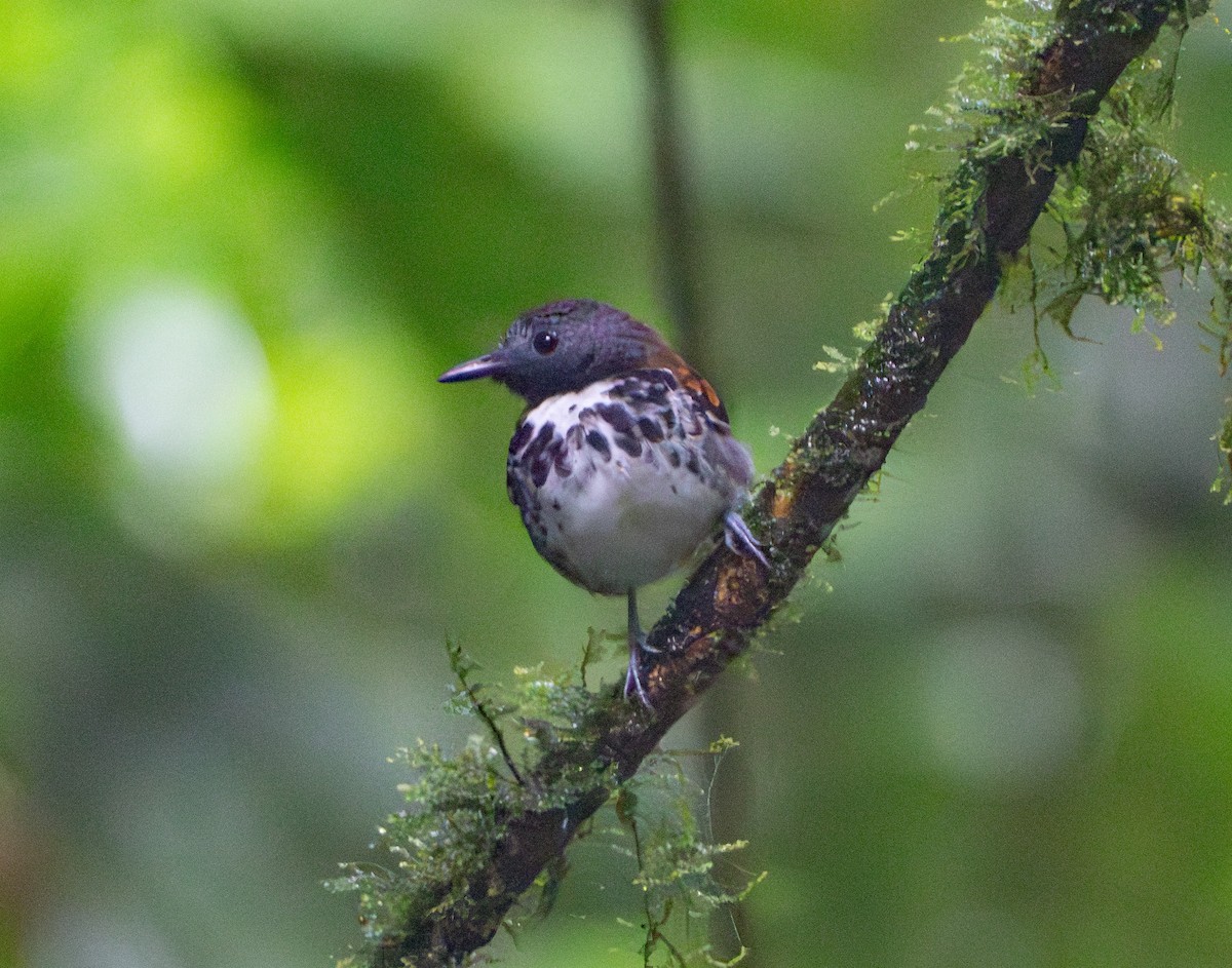 Spotted Antbird - Mary Catherine Miguez