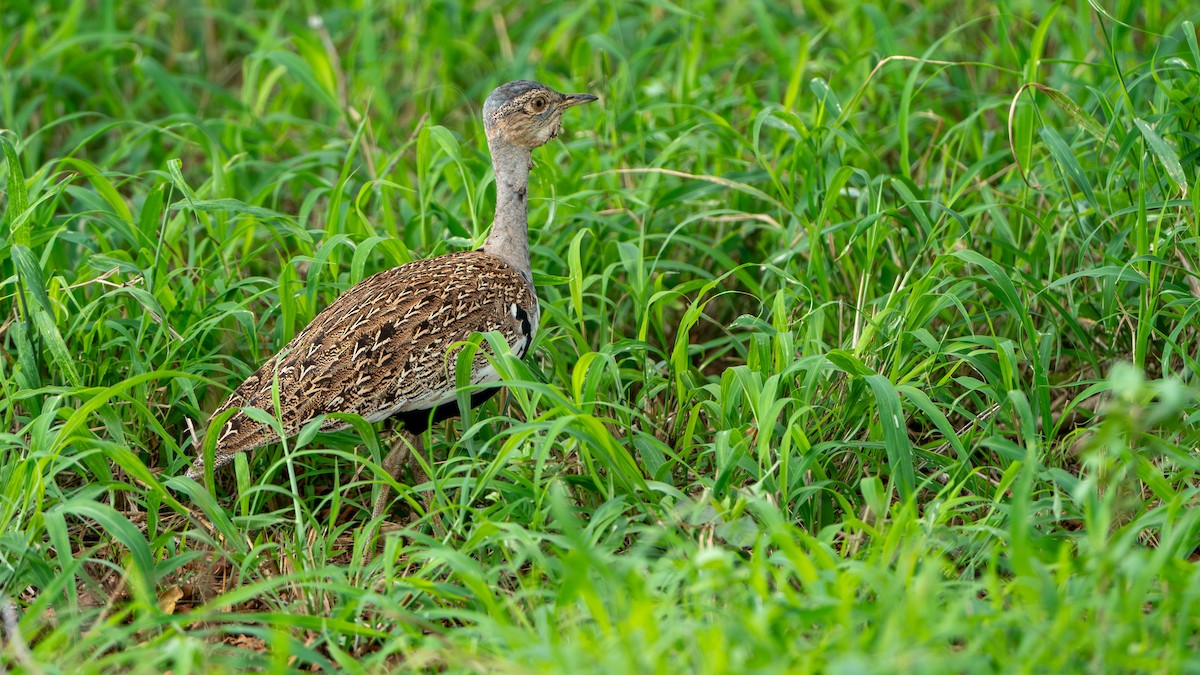 Red-crested Bustard - ML616478369