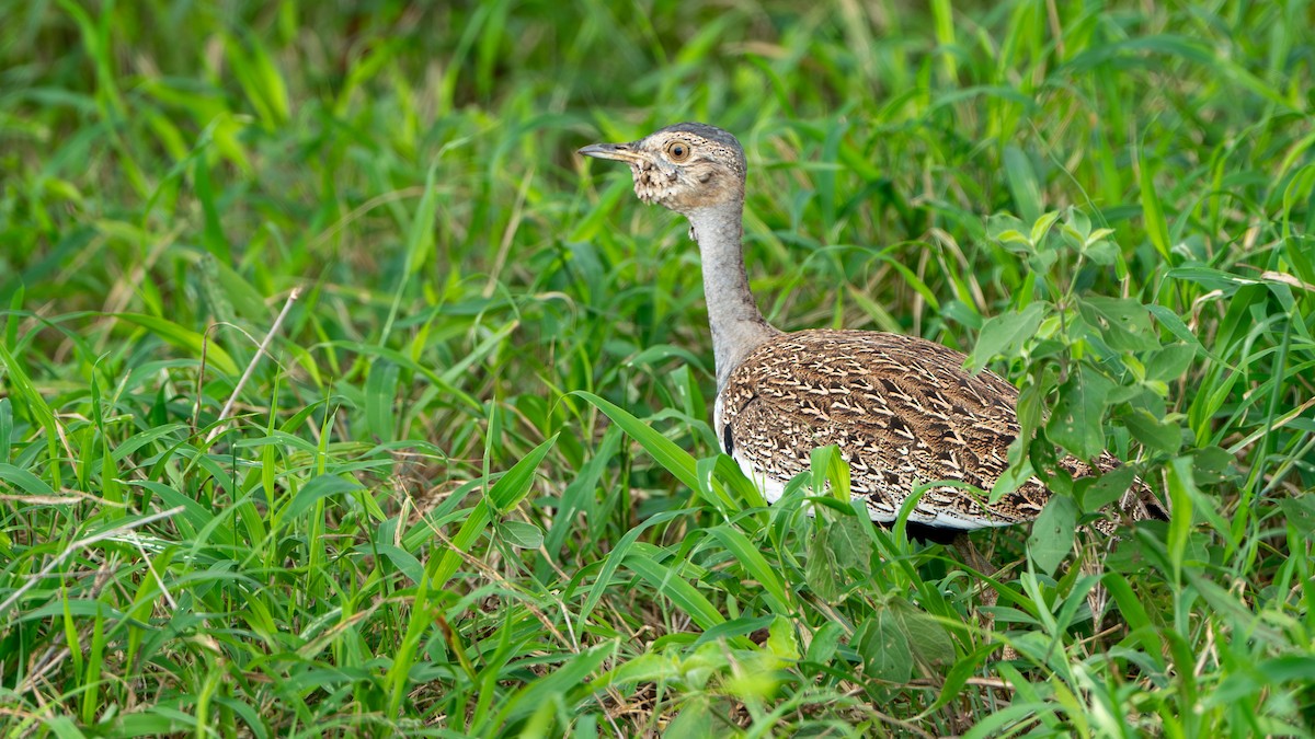 Red-crested Bustard - ML616478370