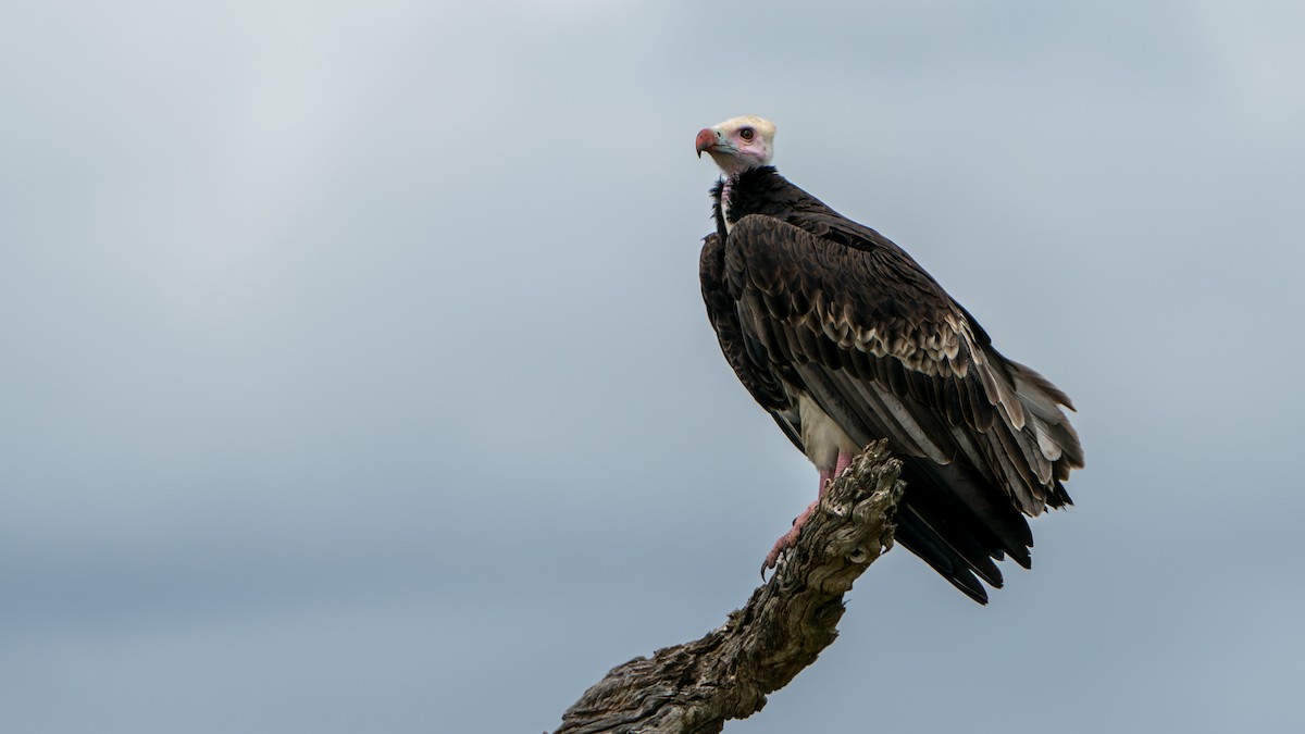 White-headed Vulture - ML616478411