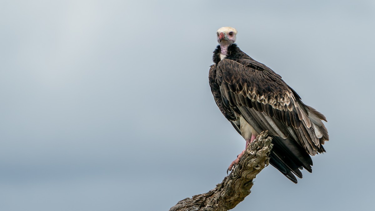 White-headed Vulture - Javier Cotin