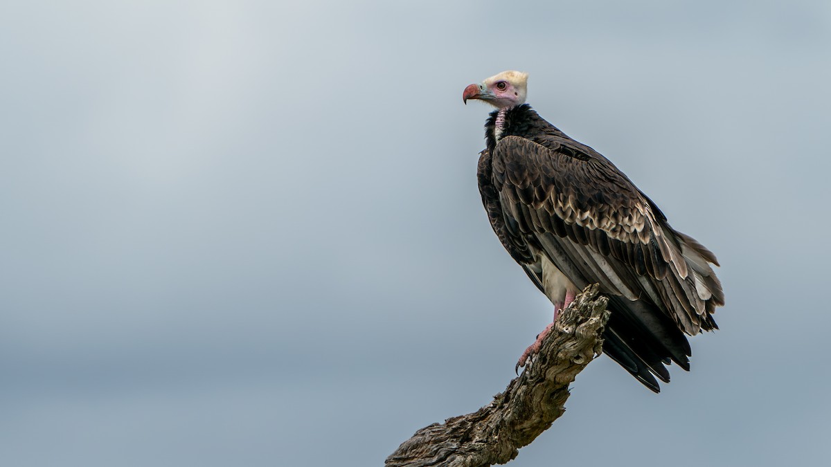 White-headed Vulture - ML616478413