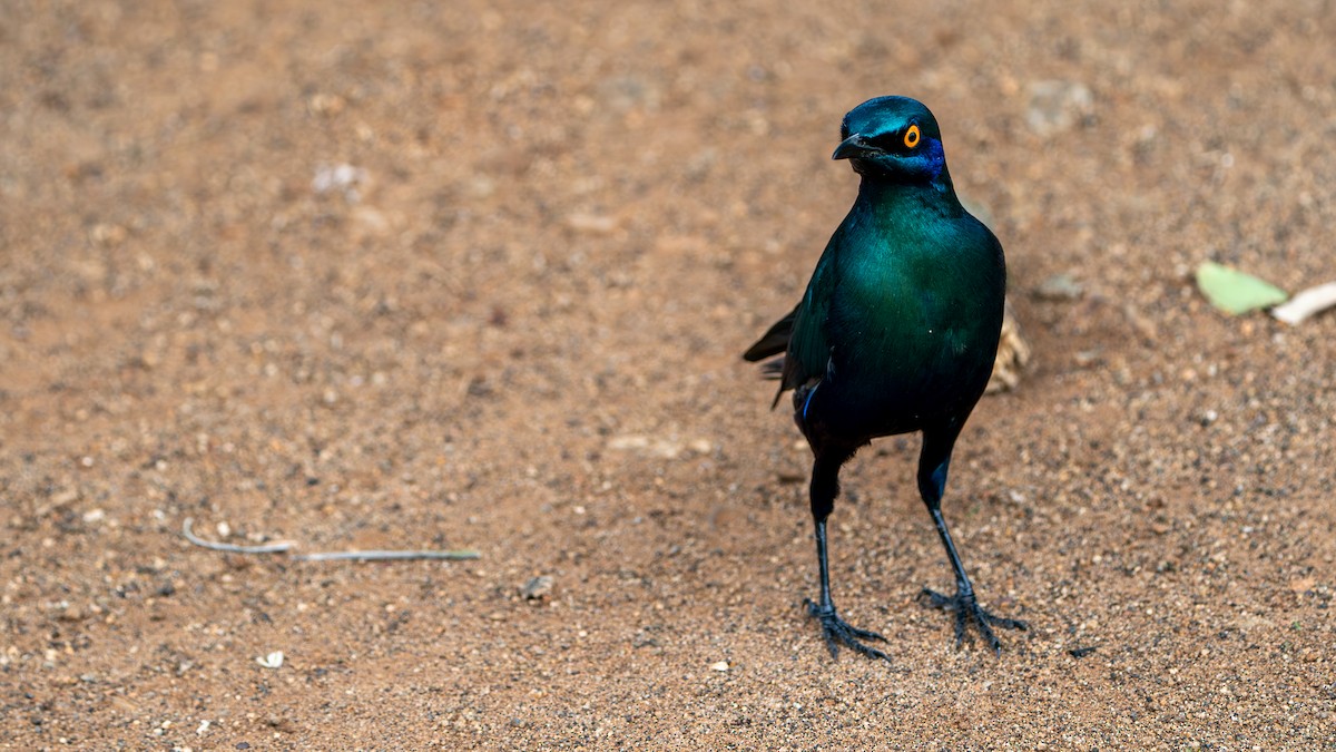 Greater Blue-eared Starling - ML616478437