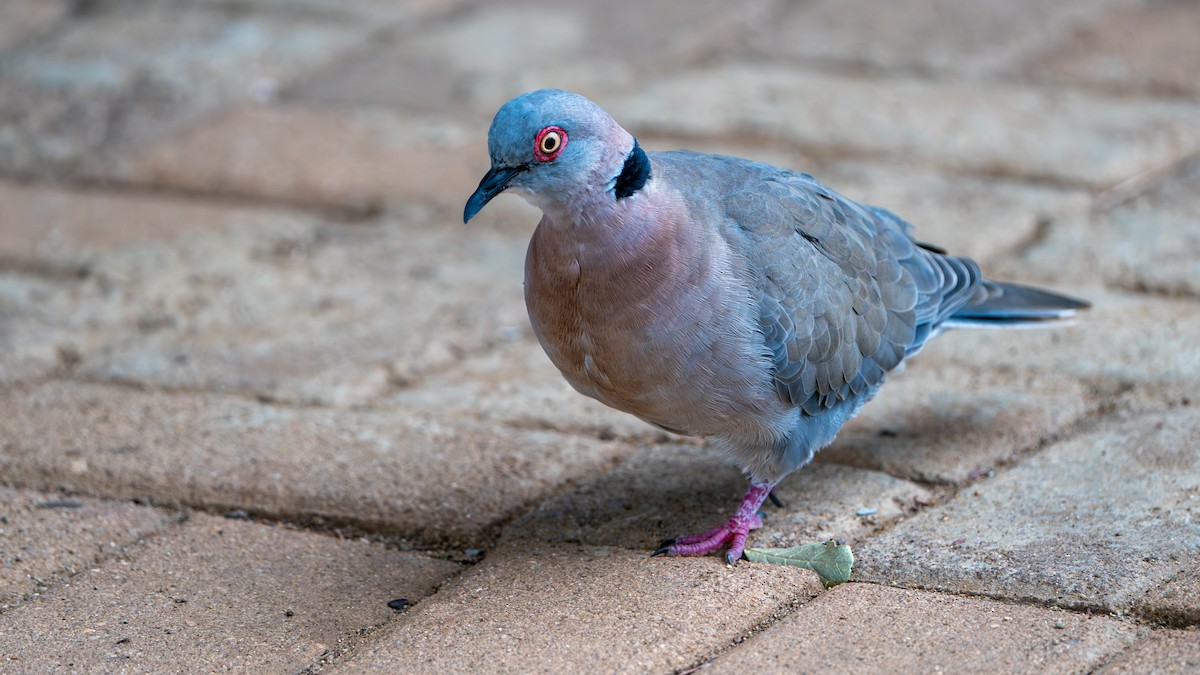Mourning Collared-Dove - ML616478444