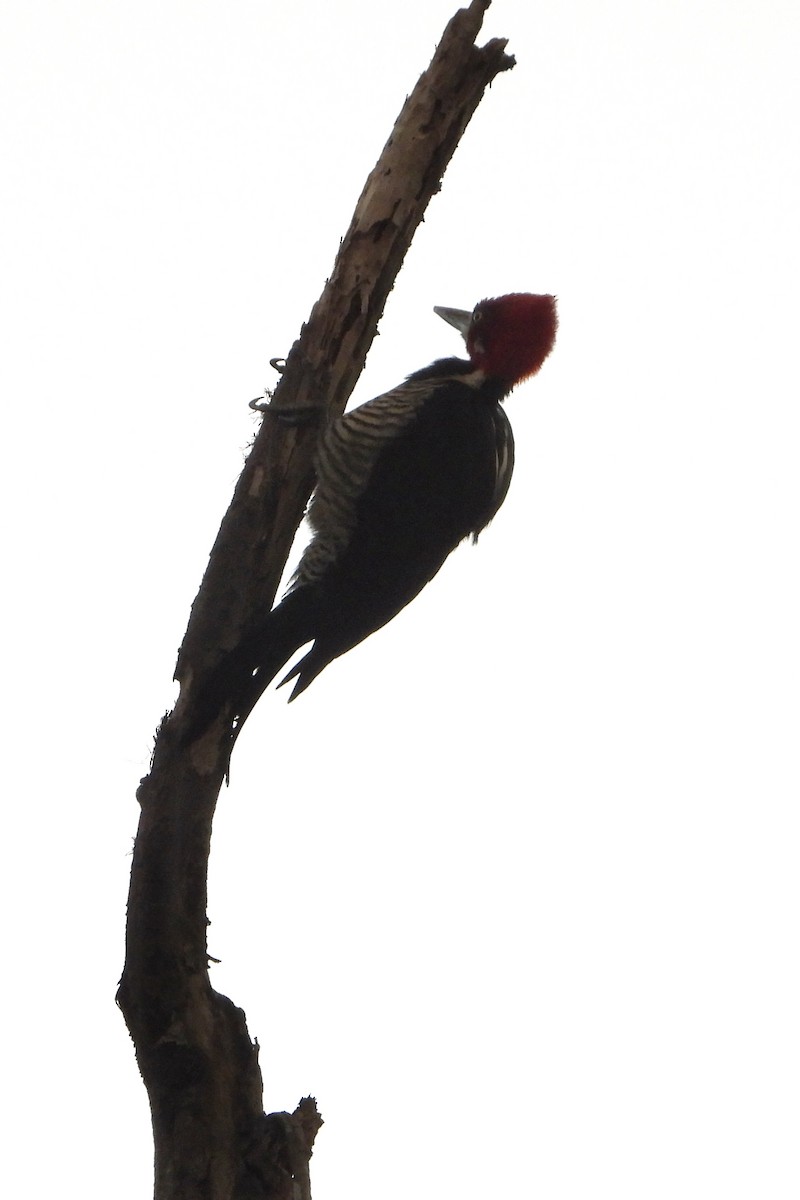 Crimson-crested Woodpecker - ML616478480