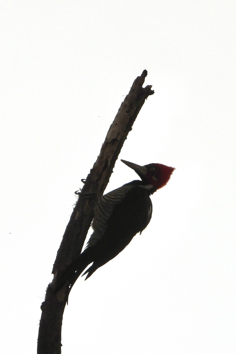Crimson-crested Woodpecker - Sierra Blazer