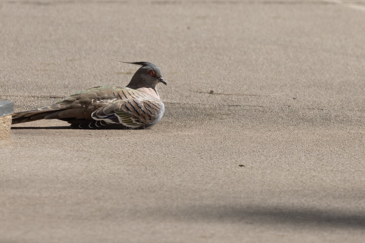 Crested Pigeon - ML616478639