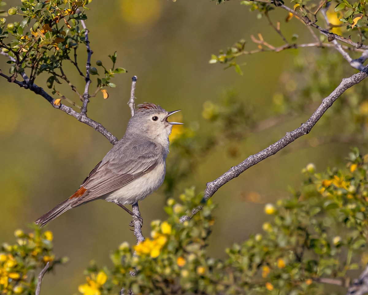 Lucy's Warbler - ML616478847