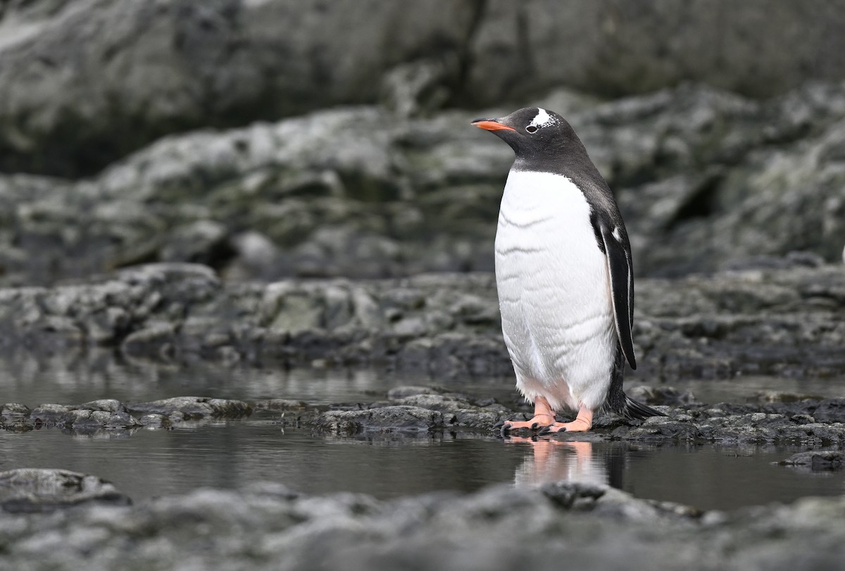 Gentoo Penguin - Paul Dufour