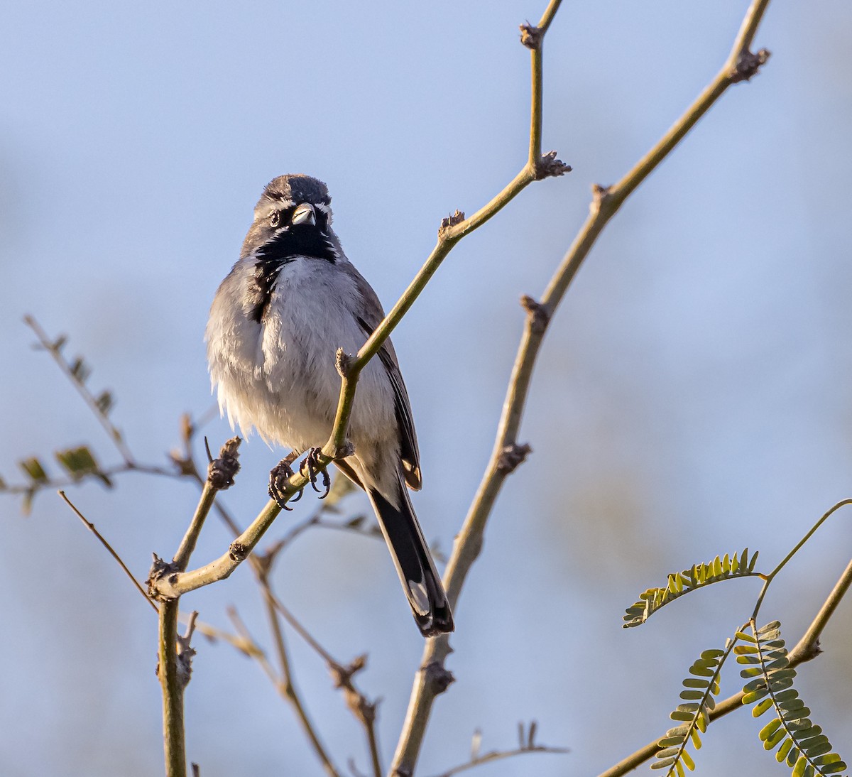Black-throated Sparrow - ML616478865