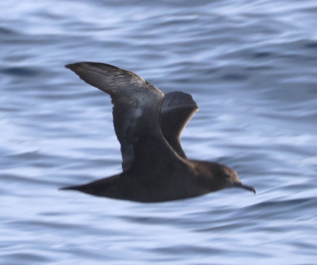 Sooty Shearwater - Diane Etchison