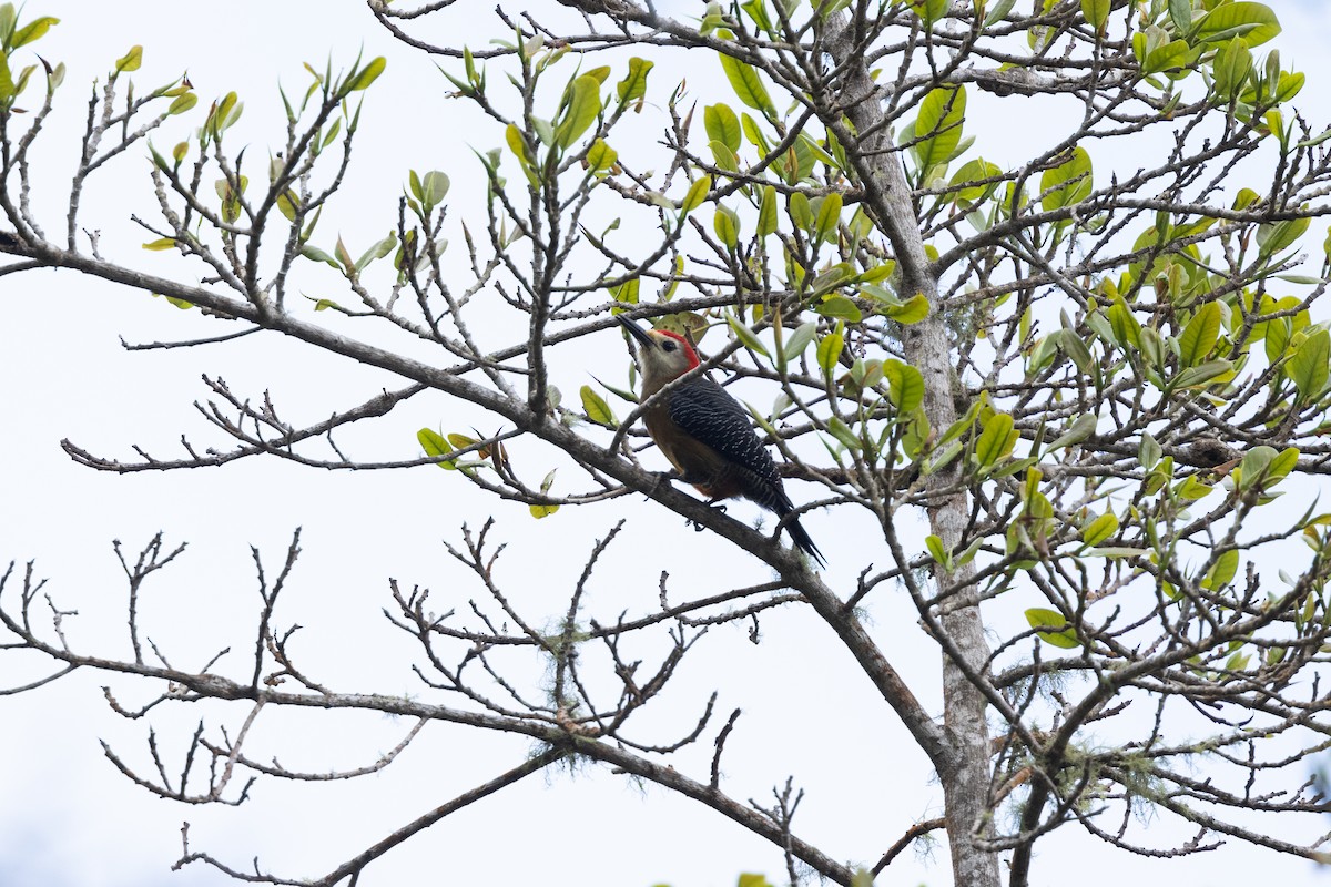 Jamaican Woodpecker - ML616478998