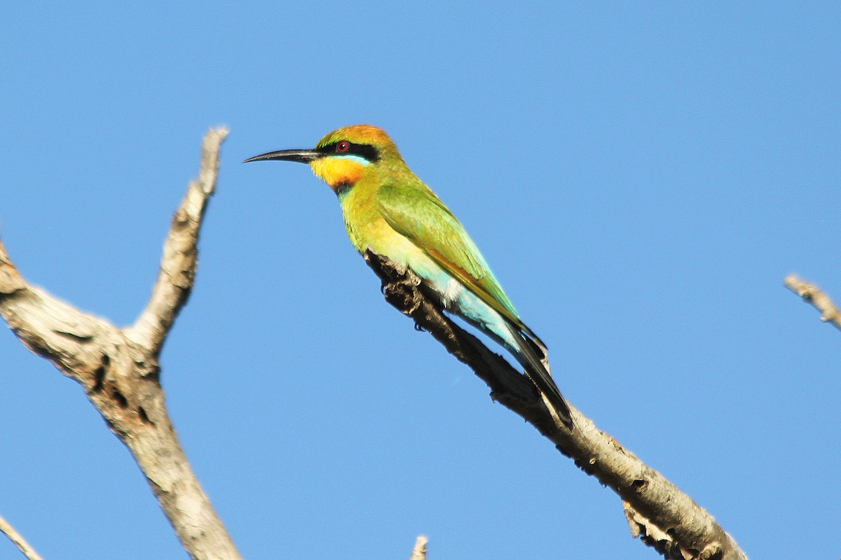 Rainbow Bee-eater - ML616479006
